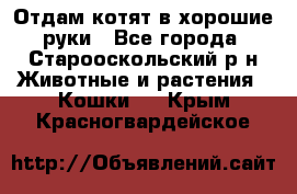 Отдам котят в хорошие руки - Все города, Старооскольский р-н Животные и растения » Кошки   . Крым,Красногвардейское